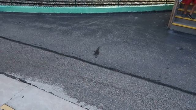 Family Kingdom Amusement Park - Myrtle Beach, SC смотреть онлайн