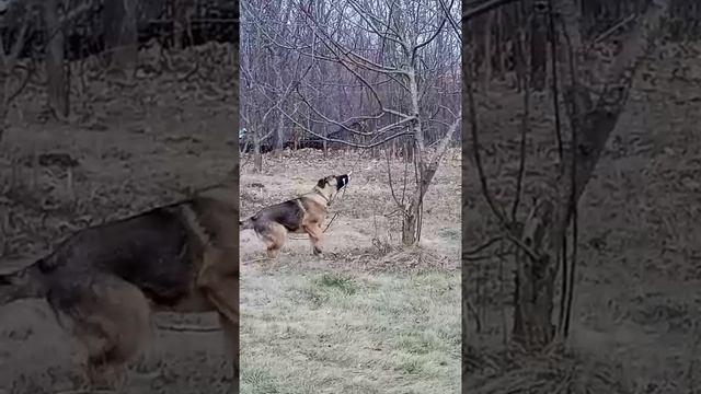 Рэкс 🐶 резвится смотреть онлайн