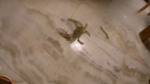 Oba star hotel 4*.  Аланья. Турция. Самый полный отзыв!