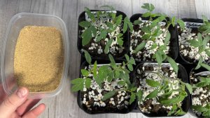 Лучшие натуральные подкормки и удобрения для рассады томатов перцев огурцов, рассада всегда низкая!