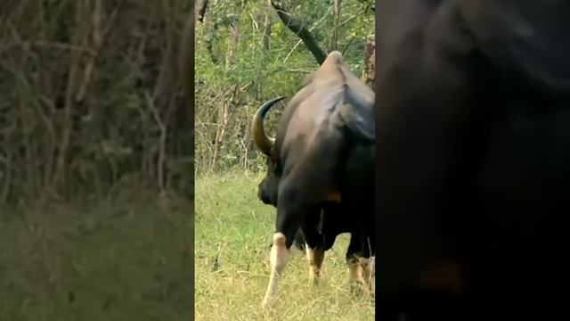 ভাৰতীয় মেঠুন ☺️Indian Bison ☺️Indian Gaur ☺️Indian Wild Cow☺️#short #shortsvideo смотреть онлайн