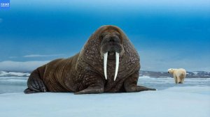 Морж – северный гигант с опасными клыками! Его боятся даже Белый Медведь и Костаки!
