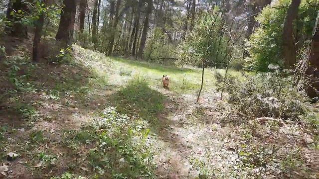 ХВАТИТ сидеть дома //Свежий воздух продлевает ЖИЗНЬ //Сосновый бор