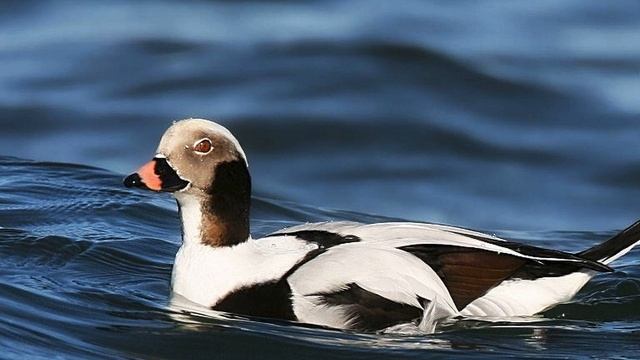 Птицы. Голоса птиц. Морянка (Clangula hyemalis) смотреть онлайн
