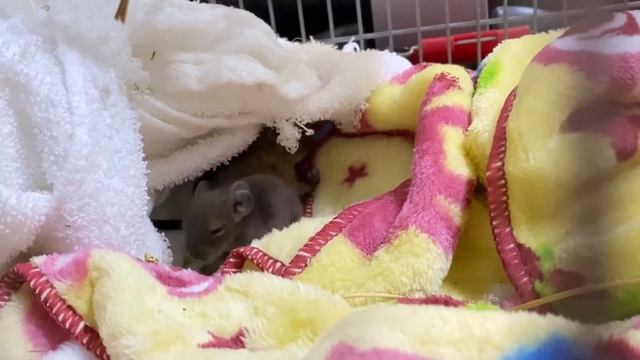 デグーの赤ちゃん【5日目】/Degu Baby смотреть онлайн