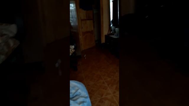 Кот приносит игрушку как собака смотреть онлайн