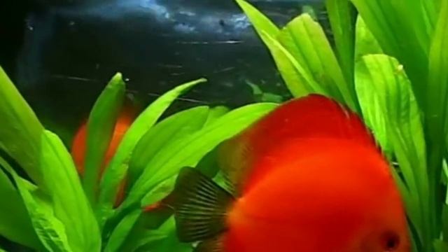 Discus Red Melon смотреть онлайн