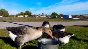 ГУСИ ГУСИ ГАГАГА😆