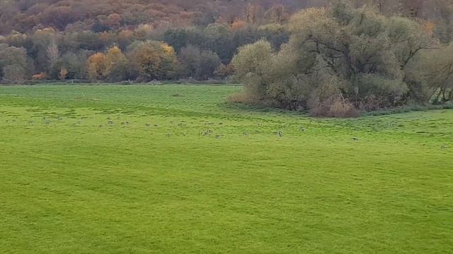 Немецкие гуси гуляют и щиплют травку. смотреть онлайн