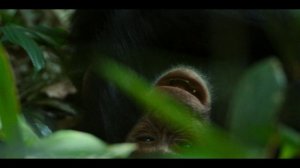 Империя шимпанзе 2 серия «Чужие» (документальный сериал, 2023)