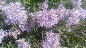 Солонечник узколистный (Galatella angustissima)