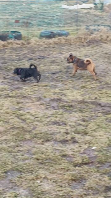 Питомник Дольче Вита Кане и Клуб служебного собаководства