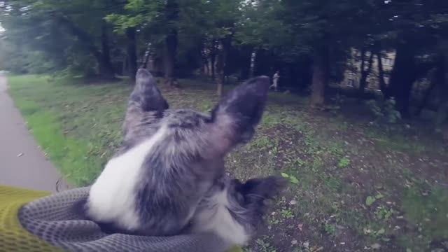 Зоомагазин, метро и мои собаки | Догмама Влог 🐕🚇 смотреть онлайн