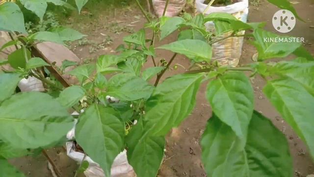 Harvesting a ghost pepper plant. @krikhok bondhu смотреть онлайн