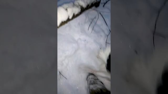 Спасение Степашки смотреть онлайн