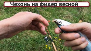 Ловля чехони на фидер весной. С дочкой на рыбалке.
