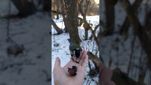 Белка взяла орех, а потом синицы прилетели. смотреть онлайн