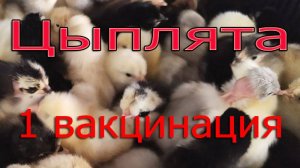 Цыплята первая вакцинация от Марека. Инструкция