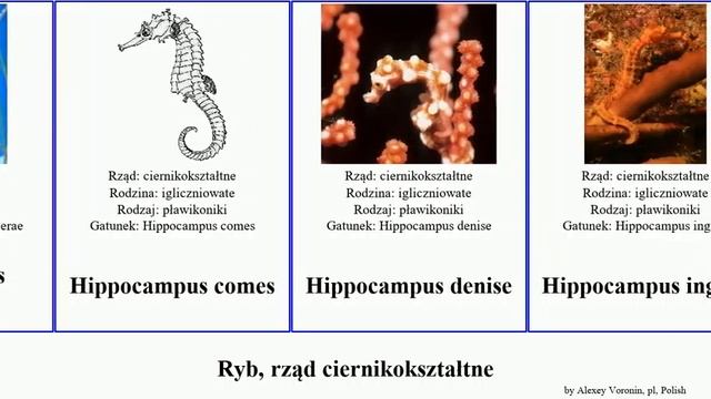 Ryb, rząd ciernikokształtne hippocampus syngnathus corythoichthys comes fish denise minotaur смотреть онлайн
