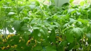 Рассада не будет тянуться!