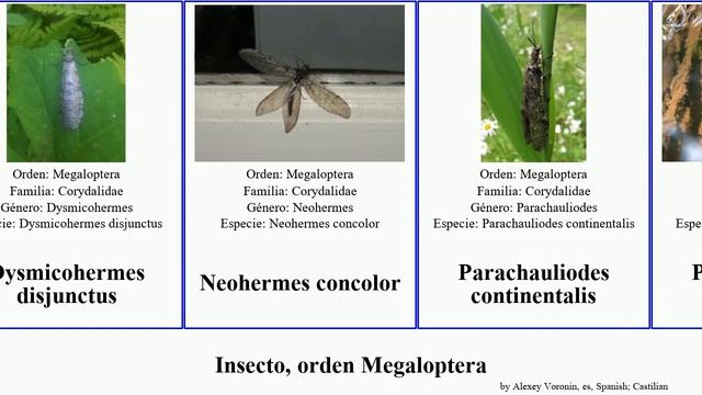 Insecto, orden Megaloptera japonicus concolor Parachauliodes spenceri Sialis Dysmicohermes Hickory смотреть онлайн