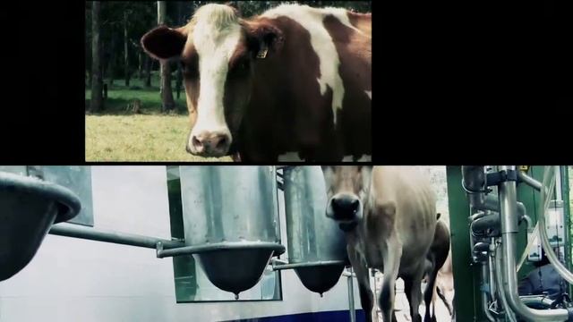 DIMAP CAPSULA 3.mp4 смотреть онлайн