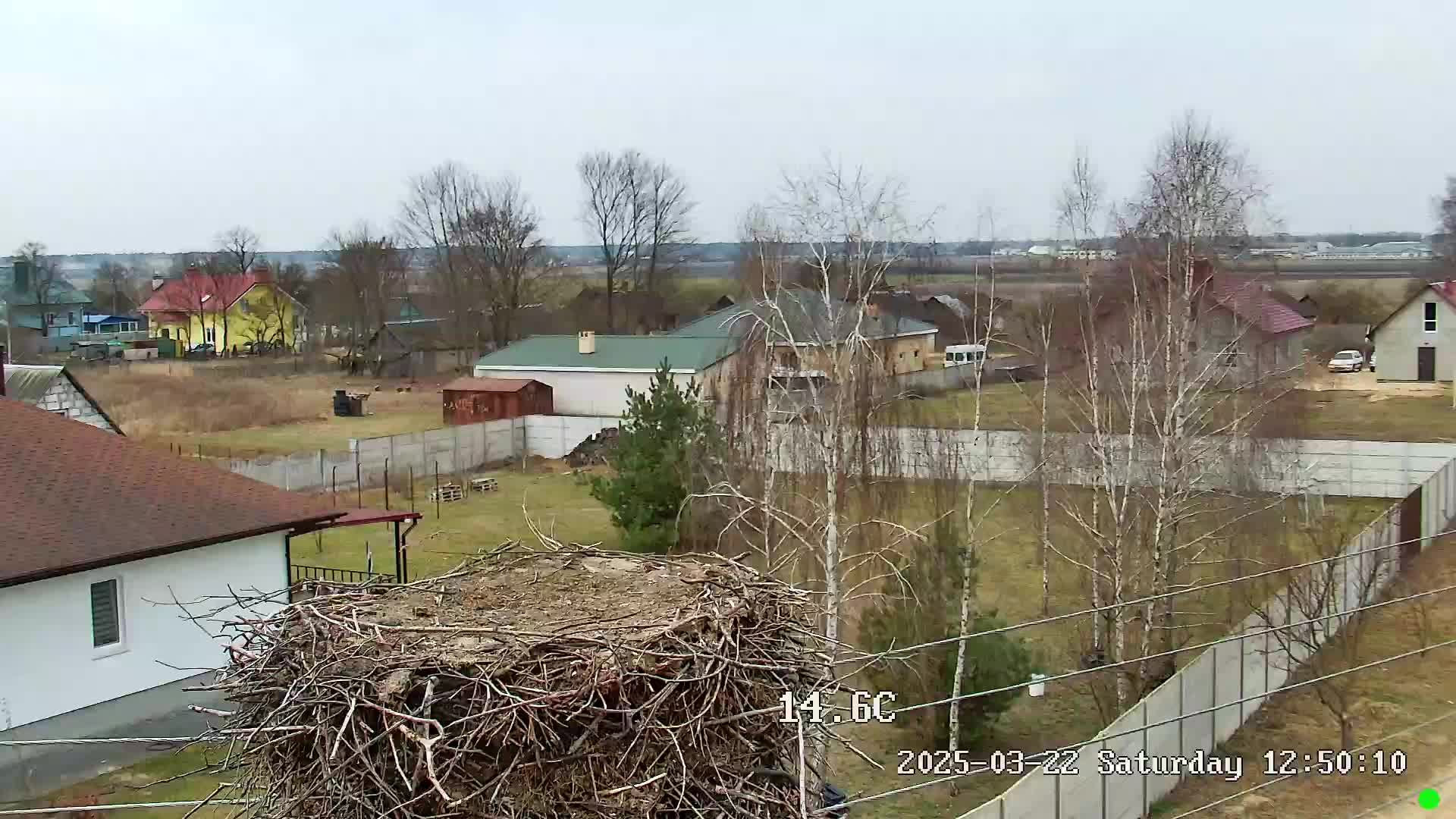 🔴LIVE🔴 Брестский аист, Онлайн гнездо аиста