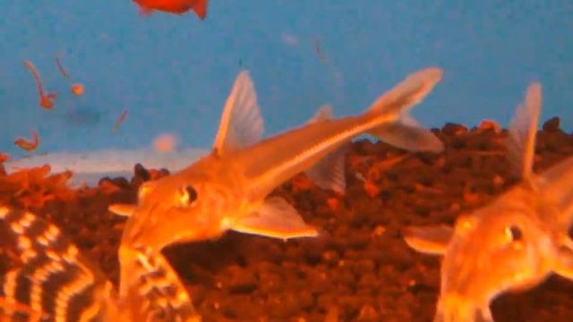 長鼻雷達鼠 Leptodoras linnelli ~台南 大自然水族 смотреть онлайн