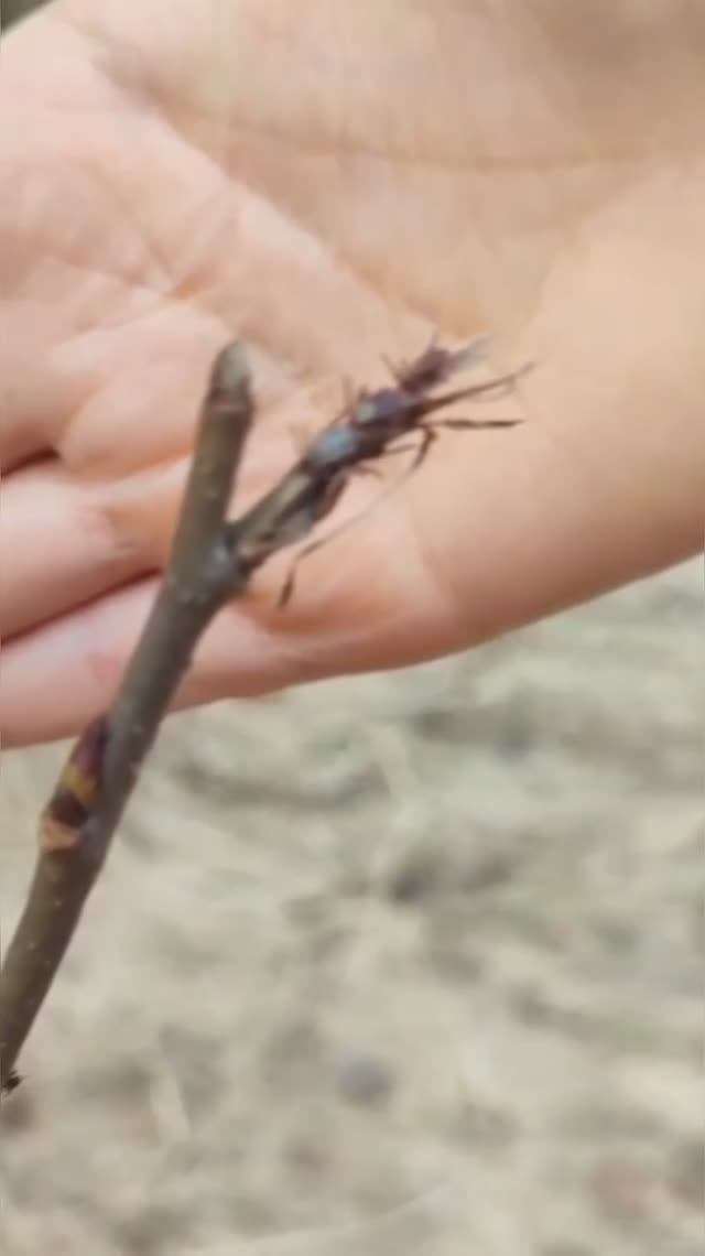 Клещи атакуют будьте аккуратно в лесу смотреть онлайн