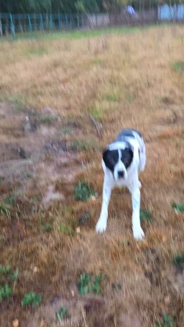 How to catch a cracker for ABORIGINAL wolfhound?😜Как поймать сухарь волкодаву?😀 смотреть онлайн