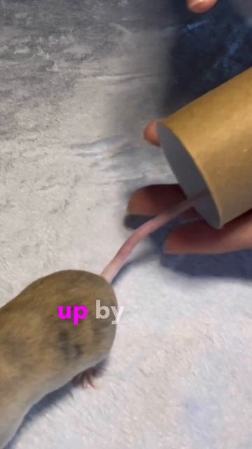 How to pick up a pet mouse 🐭 смотреть онлайн