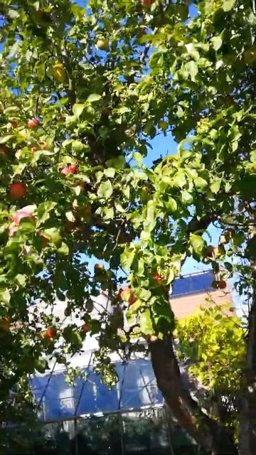 Swedish Red and Green Apple trees #Shortvideo, #Short, SalongSweden смотреть онлайн