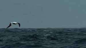 Акустик автор Александр Валявин