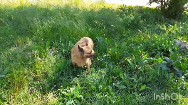 24 мая 2024 г. Белка гуляет на солнышке 🐕🌿☀️ смотреть онлайн