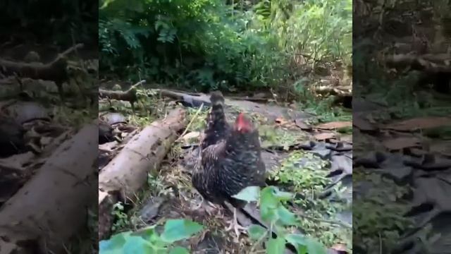 Kūlike Forest Farm смотреть онлайн