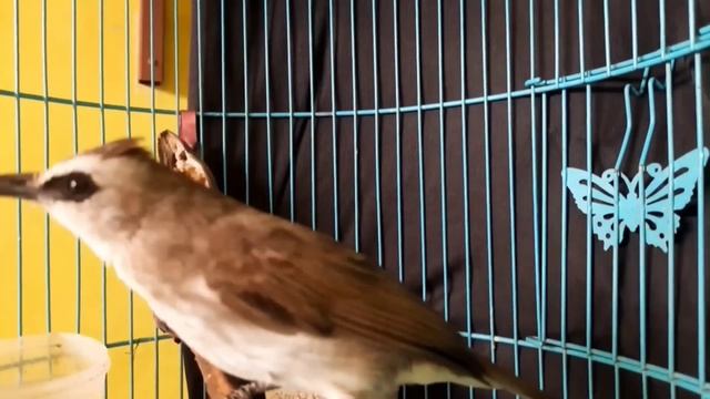 trucukan gacor ROPEL PANJANG buat pancingan trucukan agar bunyi JADIKAN burung trucuk gacor EMOSI смотреть онлайн