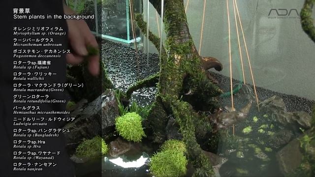 [ADAview] An aquascape rendering the change of seasons смотреть онлайн