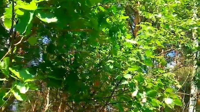 Нежная, лечебная музыка под видео красивейшего леса