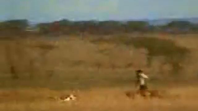 [043] Gepard wolniejszy od czowieka смотреть онлайн