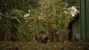 Жить до 100: Секреты голубых зон 3 серия «Конец голубых зон?» (документальный сериал, 2023)