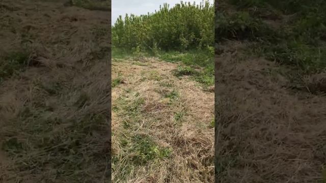 Уборка участка