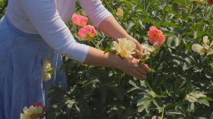 Пионы I Сад Людмилы Кудасовой