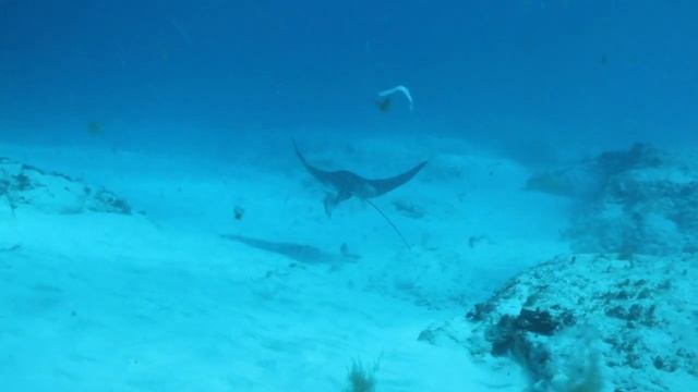 eagle rays of cozumel смотреть онлайн