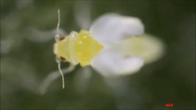 Bemisia tabaci окрыляется смотреть онлайн