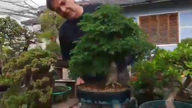 Bonsái desde casa con ABE: Julio Veg (parte 2 de 2) смотреть онлайн