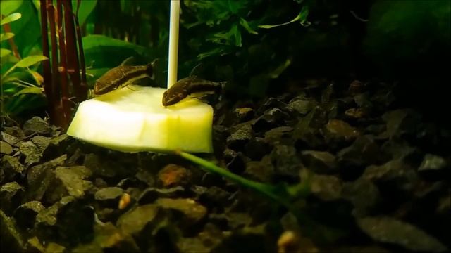 (083) Otocinclus affinis - otosek przyujściowy смотреть онлайн