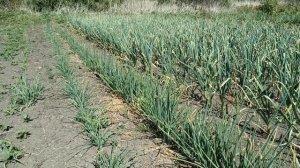 Обновление семейного лука для получения крупной луковицы. Как собрать семена сорокозубки.