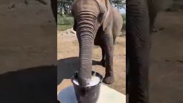 Elephant the smart animals🐘🐘 смотреть онлайн