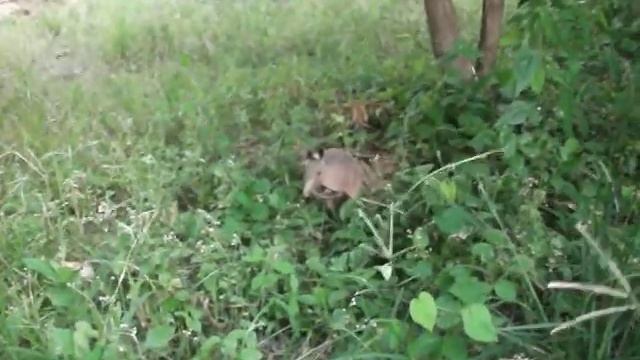 Armadillo pet смотреть онлайн