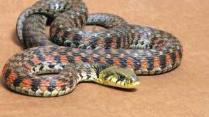 Ужеобразные Змеи | Аудиокнига